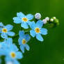 Forget - me - not   flowers