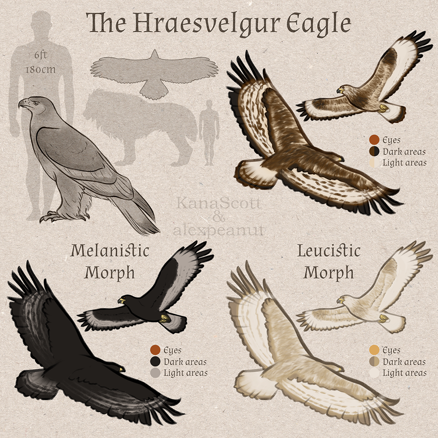 The Hraesvelgur Eagle | Tokota Handler Species