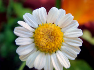 A Dollup of Daisy