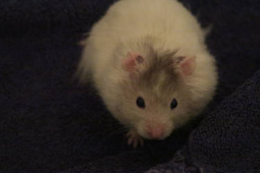 Syrian Hamster Stock 3