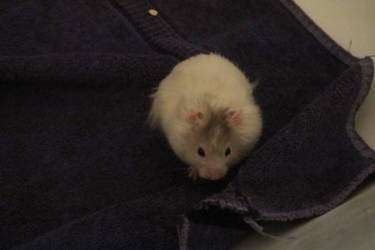 Syrian Hamster Stock 5