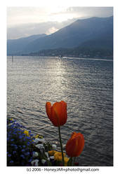 Tulip in Bellagio