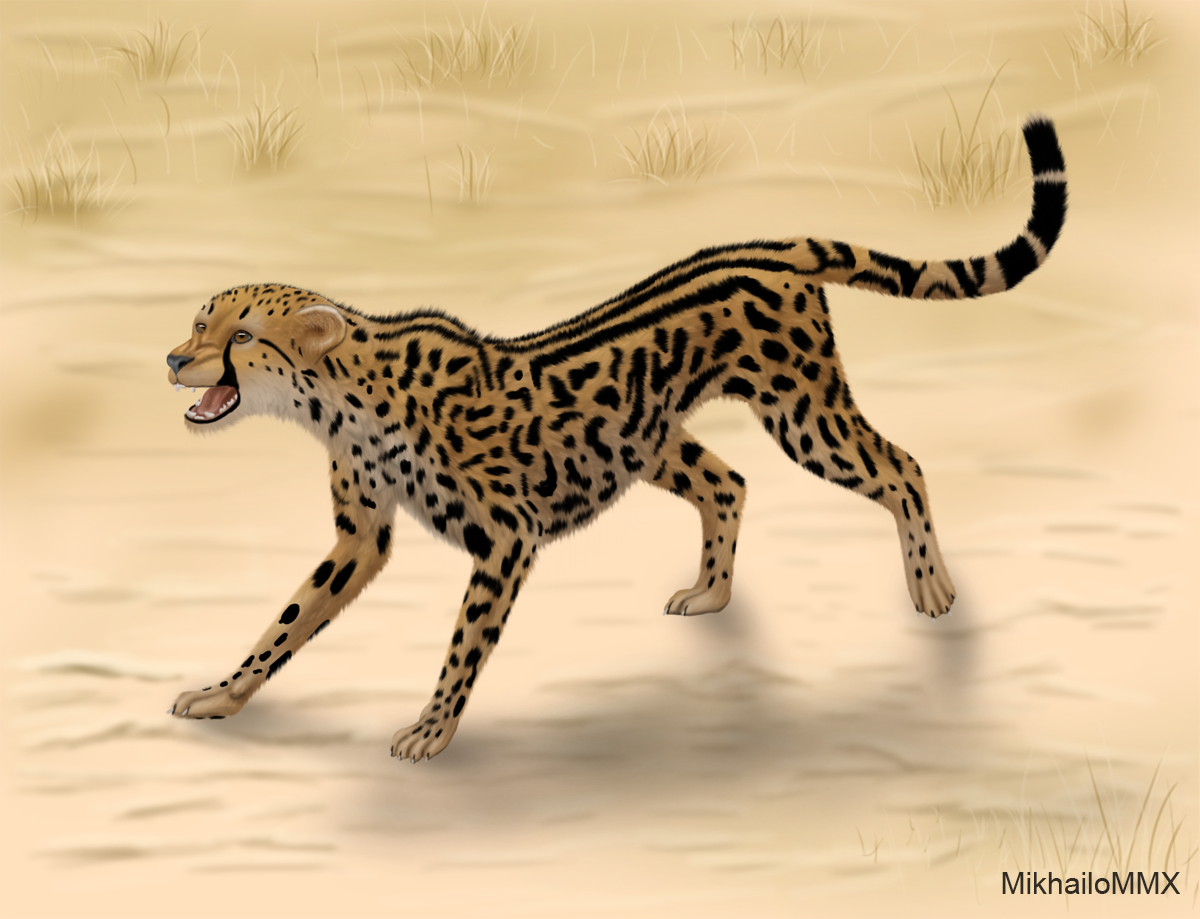 International King Cheetah Day