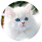 Iranian Cat by AnniverseStash