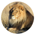 African Lion by AnniverseStash