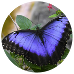 Menelaus Blue Morpho by AnniverseStash