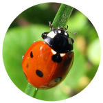 Seven Spot Ladybird  by AnniverseStash