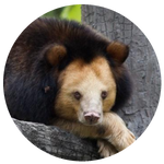 Golden Moon Bear by AnniverseStash