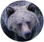 Glacier Bear by AnniverseStash