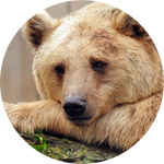Cinnamon Bear by AnniverseStash