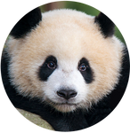 Giant Panda by AnniverseStash