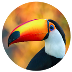 Toucan by AnniverseStash