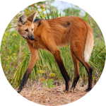 Maned Wolf by AnniverseStash