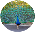 Green Peacock by AnniverseStash