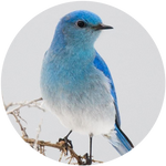Mountain Bluebird by AnniverseStash