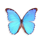 Morpho Didius by AnniverseStash