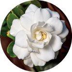 Gardenia by AnniverseStash