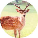 Sika Deer by AnniverseStash
