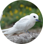White Tern by AnniverseStash