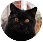 Black British Shorthair Cat by AnniverseStash
