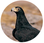 Black Eagle by AnniverseStash
