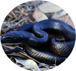 Eastern Indigo Snake by AnniverseStash