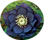 Helleborus Onyx Odyssey by AnniverseStash