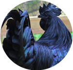 Ayam Cemani Rooster by AnniverseStash
