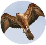 Black Kite by AnniverseStash