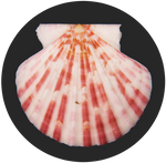 Annachlamys Flabellata Scallop by AnniverseStash