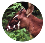 Pseudoryx nghetinhensis Saola by AnniverseStash