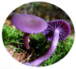 Laccaria amethystina Amethyst Deceiver by AnniverseStash