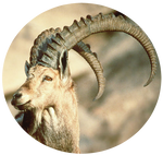 Pyrenean Ibex (Capra Pyrenaica Pyrenaica) by AnniverseStash