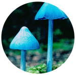 Entoloma hochstetteri by AnniverseStash