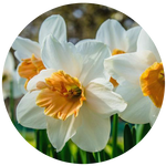 Daffodil by AnniverseStash
