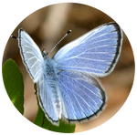 Xerces Blue (Glaucopsyche xerces) by AnniverseStash