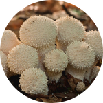 Puffball Mushroom by AnniverseStash