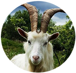 Irish Goat by AnniverseStash