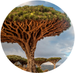 Dragon's Blood Tree by AnniverseStash