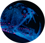 Deep Sea Dragonfish by AnniverseStash
