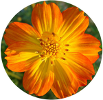 Cosmos Sulphureus by AnniverseStash