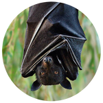 Black Flying Fox by AnniverseStash