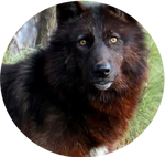 British Columbia Wolf by AnniverseStash