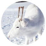 White Reindeer by AnniverseStash