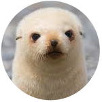 White Fur Seal by AnniverseStash