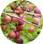 Victoria Plum by AnniverseStash
