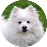 Toy American Eskimo Dog by AnniverseStash