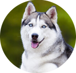 Siberian Husky by AnniverseStash