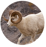 Dall Sheep by AnniverseStash