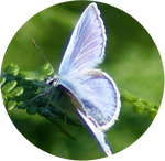 Common blue butterfly by AnniverseStash